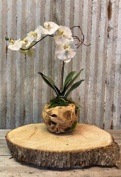 8" Orb Orchid - Click Image to Close